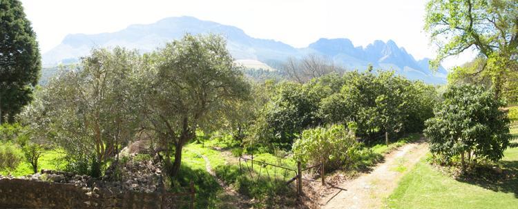 Kierie Kwaak Self Catering Villa Stellenbosch Eksteriør billede